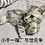 vincent_wujia
